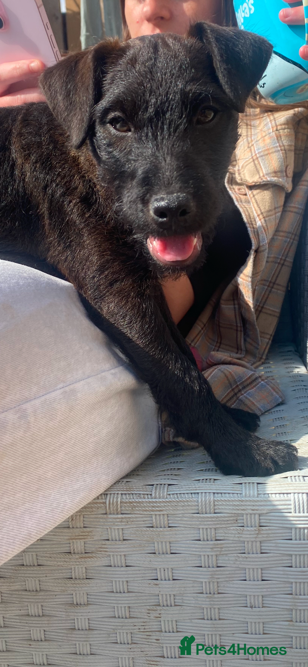 Patterdale Terrier dogs for sale: 8 month old female patterdale terrier - Image 3