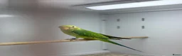 Parakeets birds for sale: Baby plum headed  - Advert 3