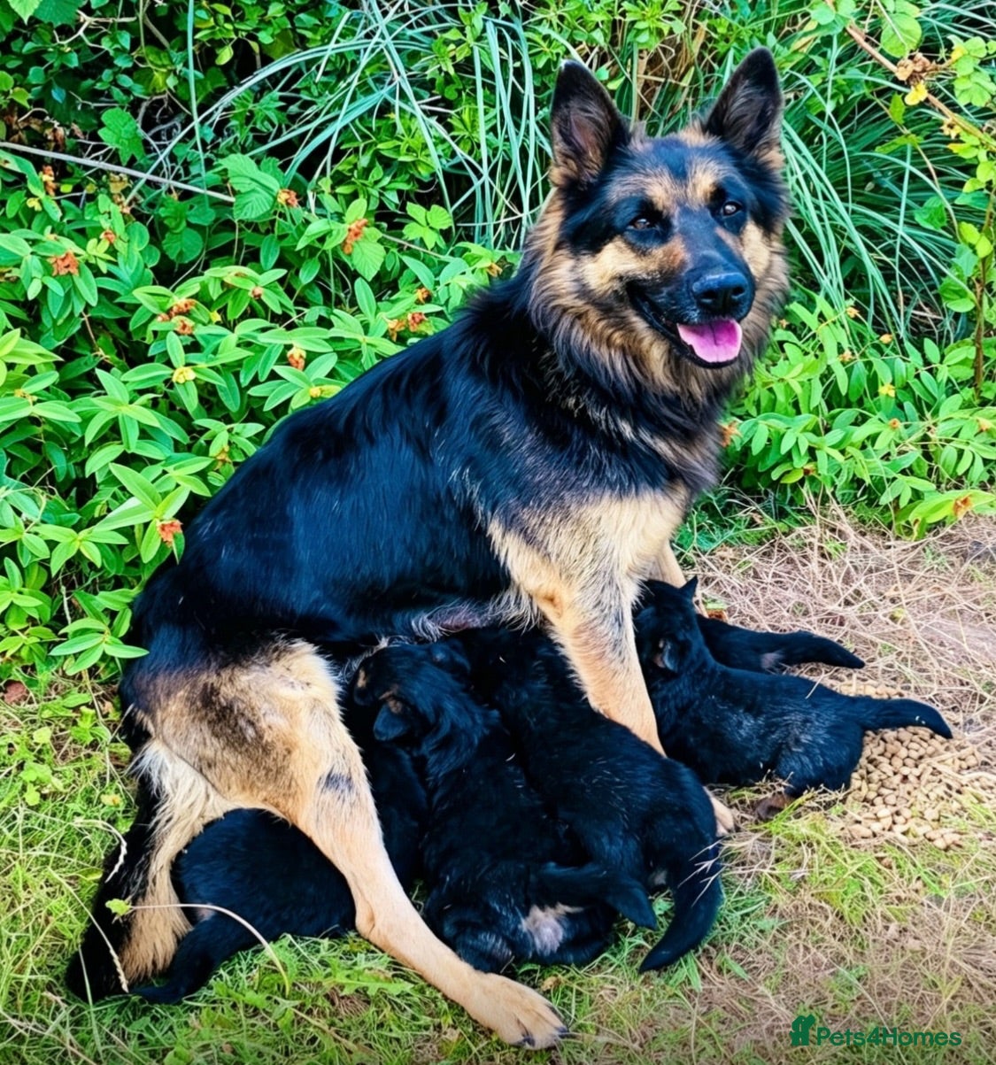 German Shepherd dogs German Shepherd Straight Back , Long &Triple coats - Advert 14