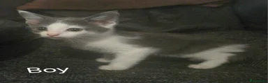 Mixed Breed Kitten 3