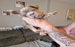 French Bulldog dogs for sale: Fluffy French bulldog pups for sale - Image 11