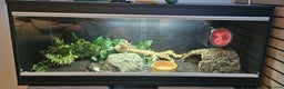 Python Snake reptiles for sale: Royal python  - Advert 4