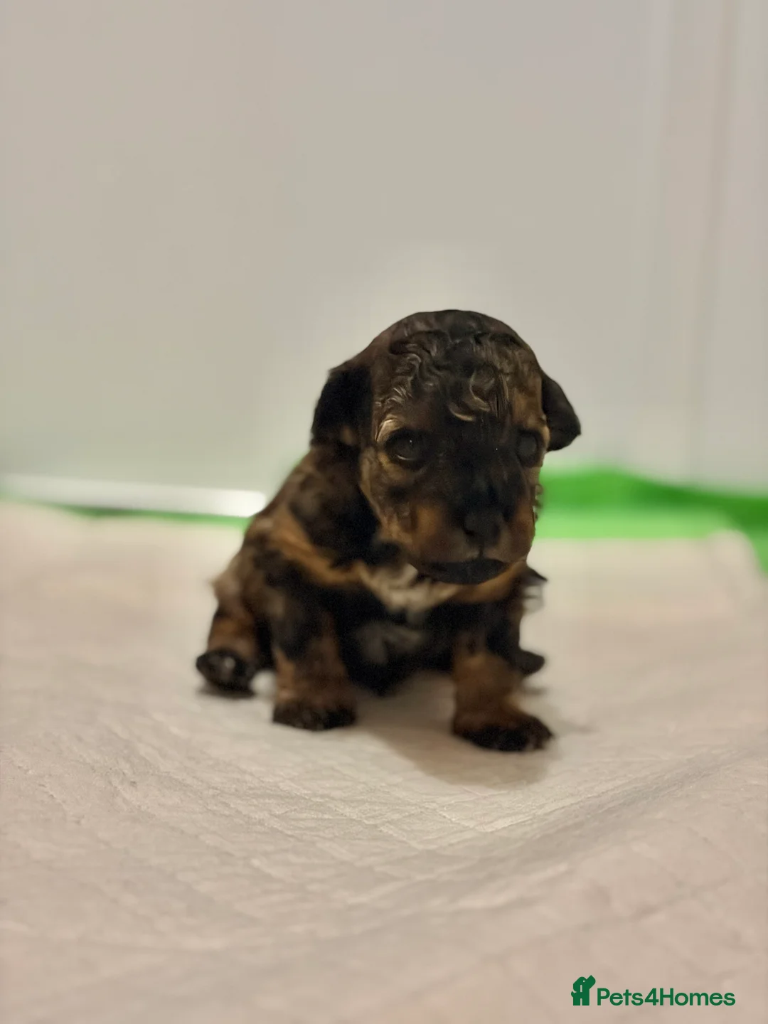 Mixed Breed dogs for sale: Toy Poodle Mix Puppies – Home Raised - Advert 9