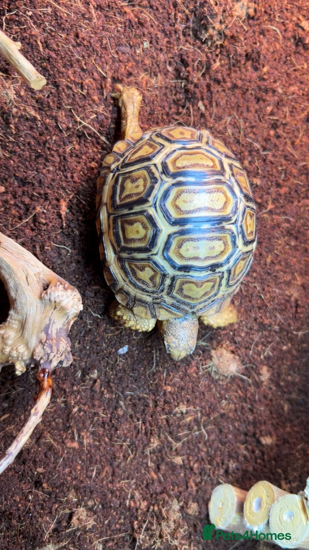 Tortoise reptiles for sale: Leapord tortoise  - Advert 4
