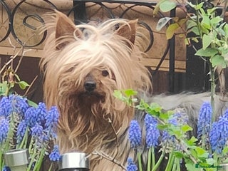 Yorkshire Terrier dogs Yorkshire terrier puppies - Advert 9