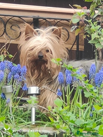 Yorkshire Terrier dogs Yorkshire terrier puppies - Advert 1