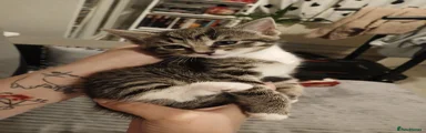 Domestic Shorthair 3