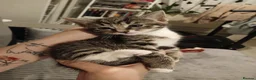 Domestic Shorthair cats for sale: Kittens  - Advert 2