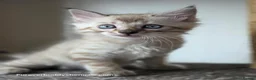 Bengal cats for sale: Rare Cashmere & Short Hair Bengals  - Advert 22