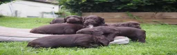 Cocker Spaniel dogs for sale: KC registered Working Cockers- Maesydderwen bred - Advert 8