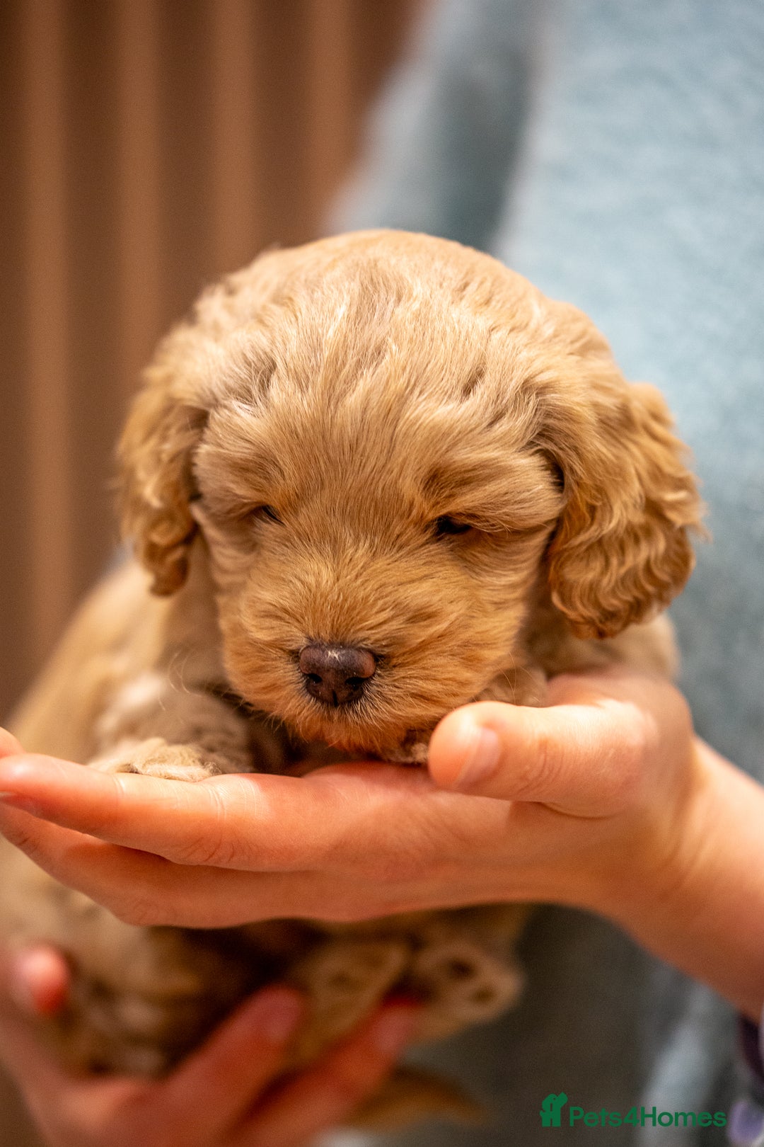 Cockapoo dogs for sale: Stunning F2b Miniature Cockapoos / Health Tested - Image 13
