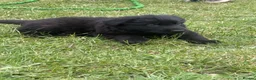 German Shepherd dogs for sale: German shepherd puppies READY NOW - Advert 19