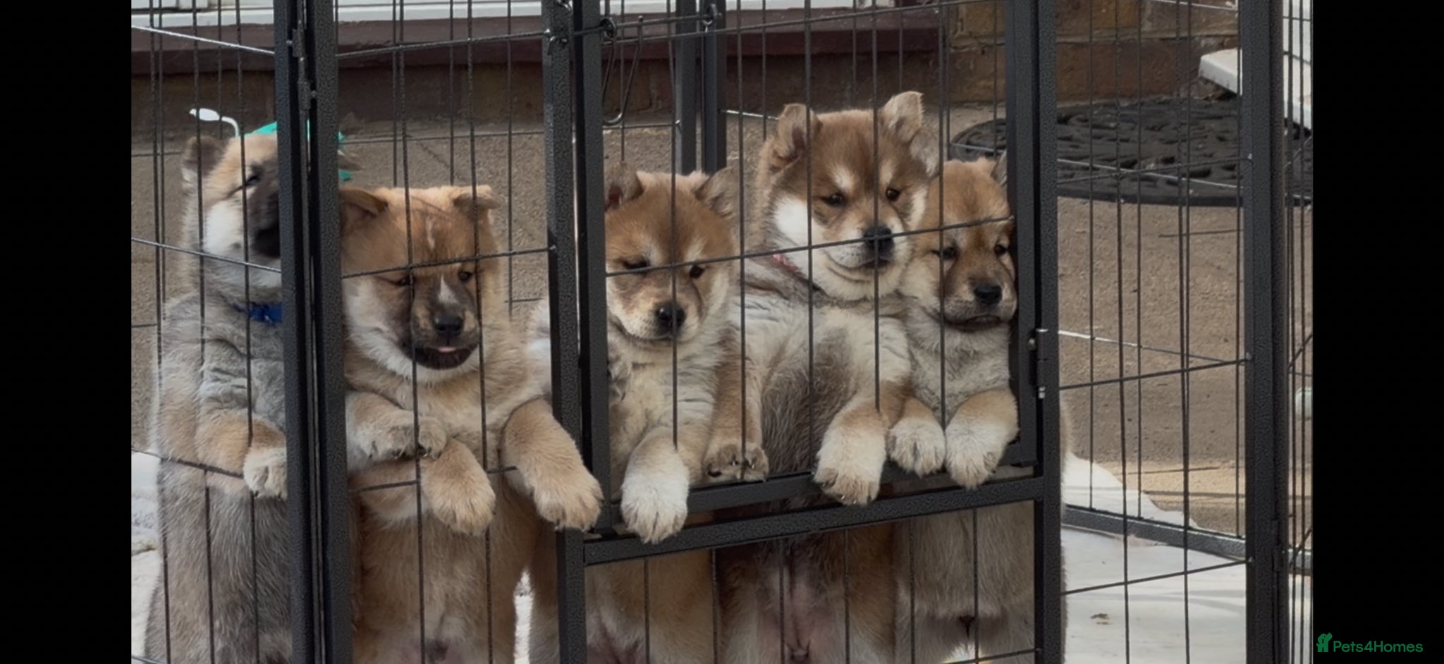 Mixed Breed dogs Chowski puppy’s  - Advert 1