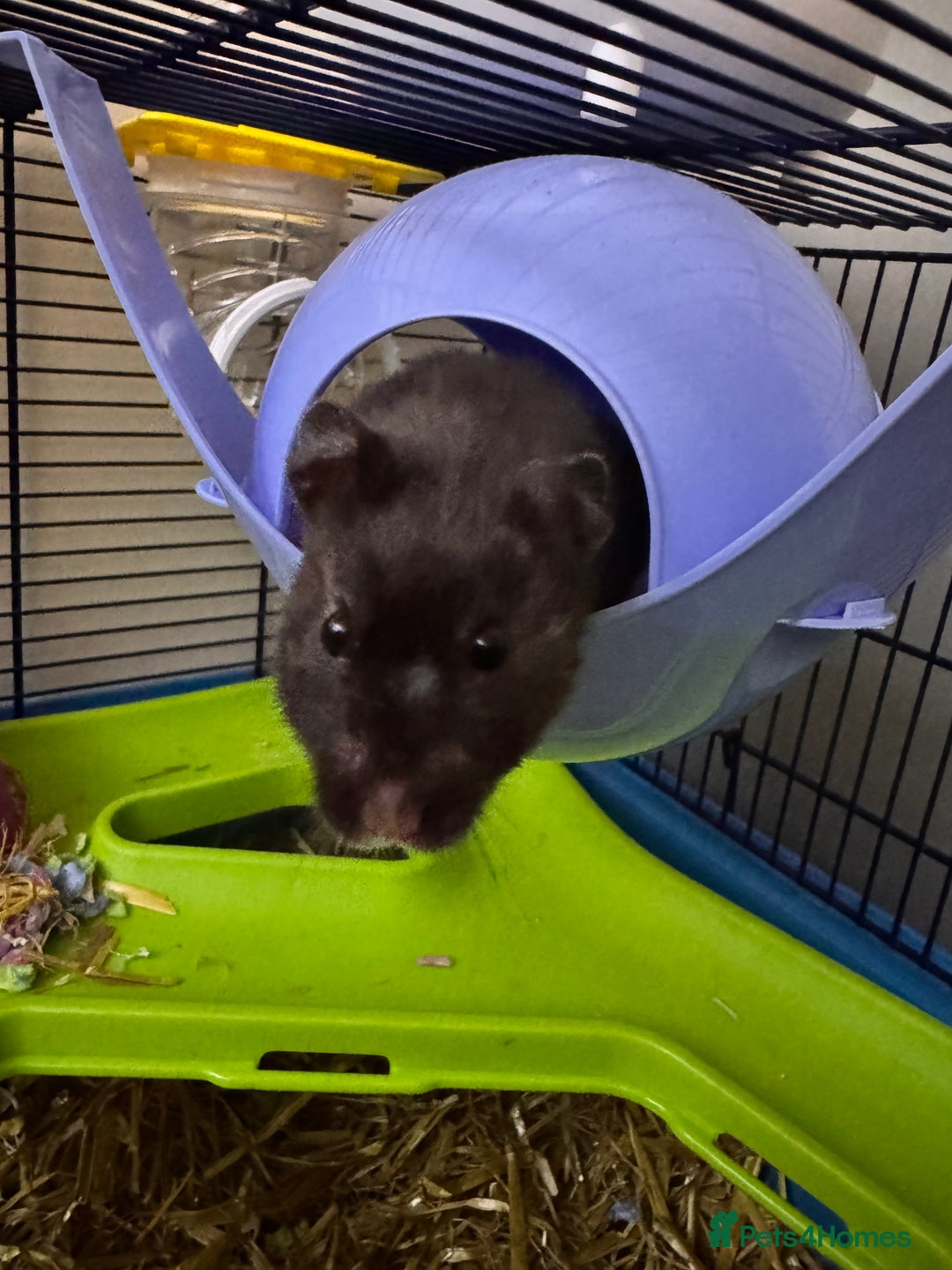 Hamster rodents for sale: Dark brown & white, female, Syrian Hamster - Image 2