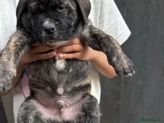 Presa Canario dogs 🏆 Champion Blood elite presa Canario pups!! - Advert 2