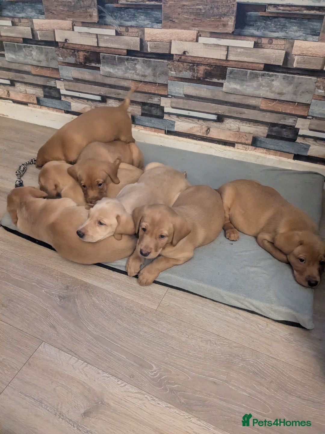Labrador Retriever dogs for sale:  Fox red shade of yellow Labrador puppies for sale - Advert 13