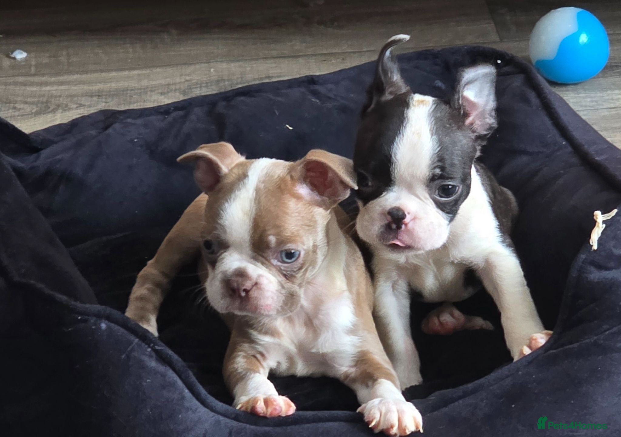 Boston Terrier dogs Stunning KC registered Boston Terrier puppies - Advert 1