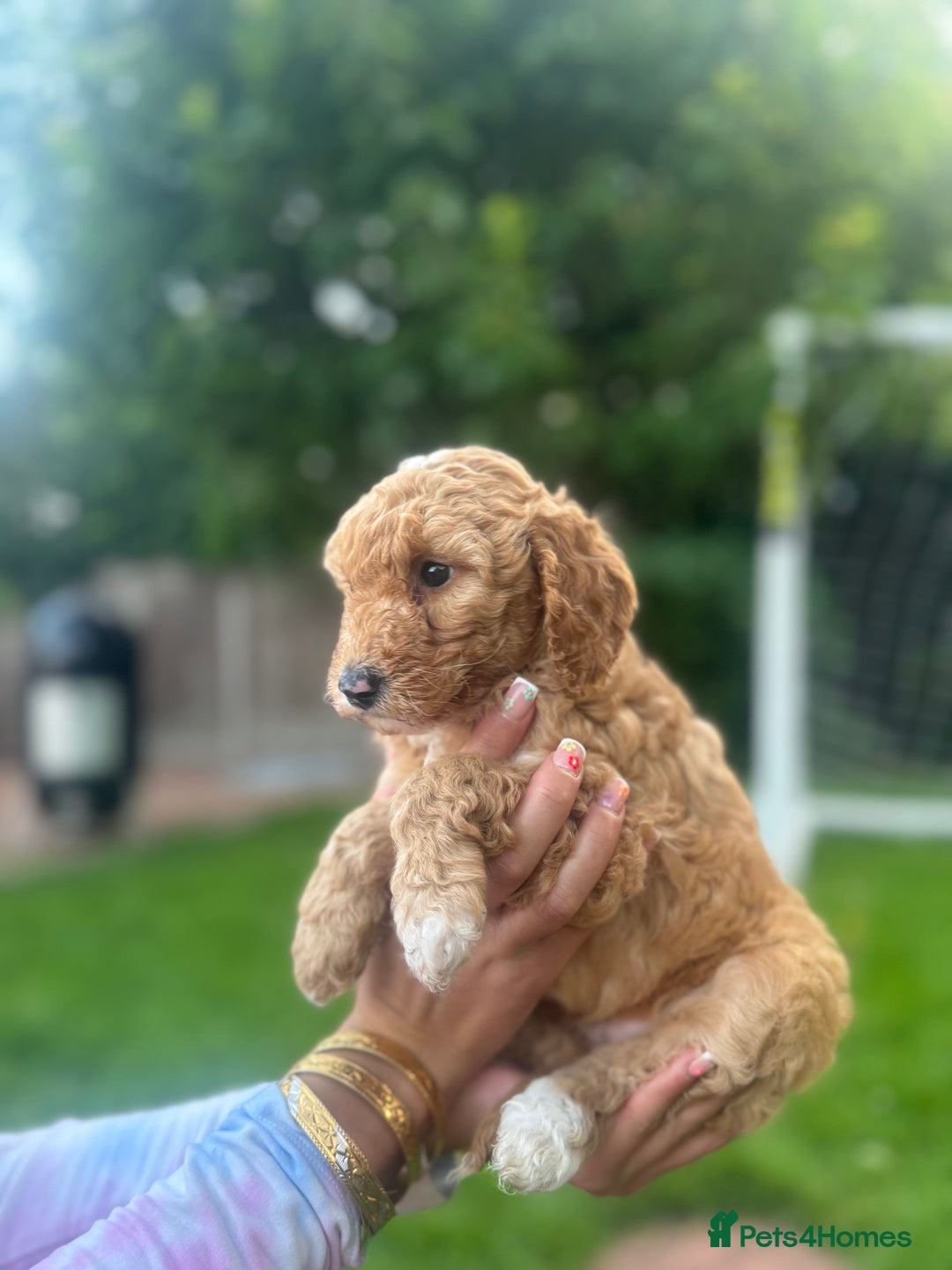 Cockapoo dogs for sale: Cockapoo pups for sale  - Image 11