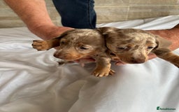 Dachshund dogs for sale: Dachshund puppies  - Image 9