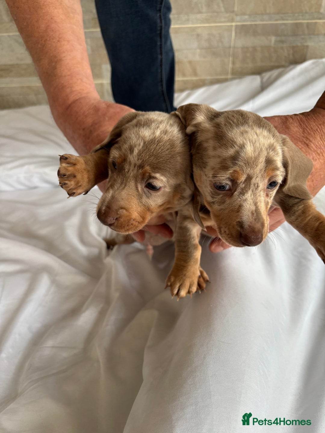 Dachshund dogs for sale: Dachshund puppies  - Image 9