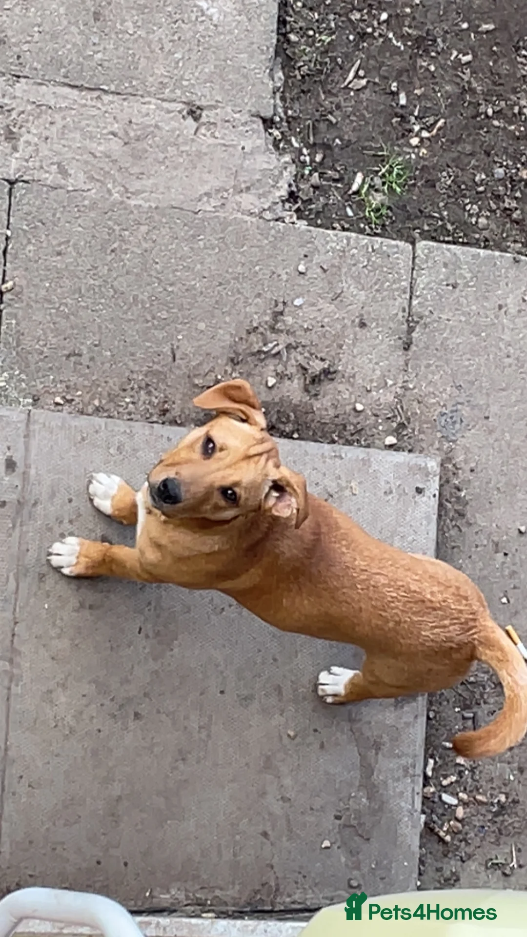 Mixed Breed dogs for sale: Husky dad (£150) and puppy for sale (£350)  - Advert 3