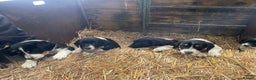 Border Collie dogs for sale: Border collie puppies  - Advert 2