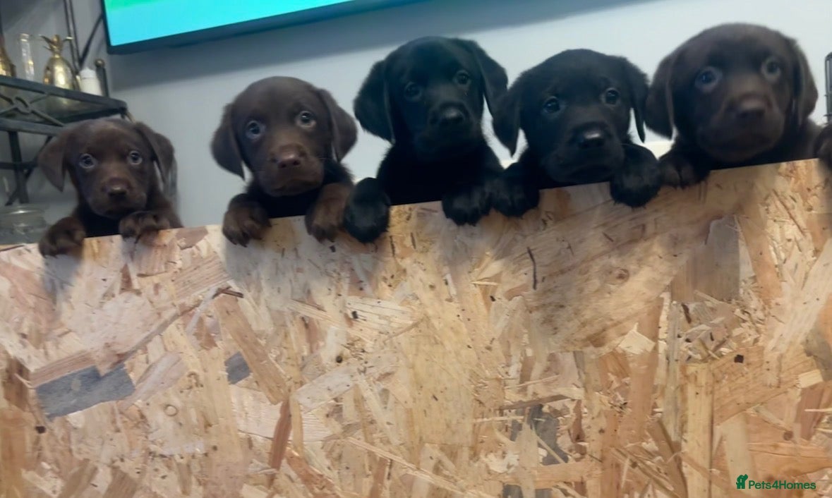 Labrador Retriever dogs Labrador pups READY NOW KC REG - Advert 20