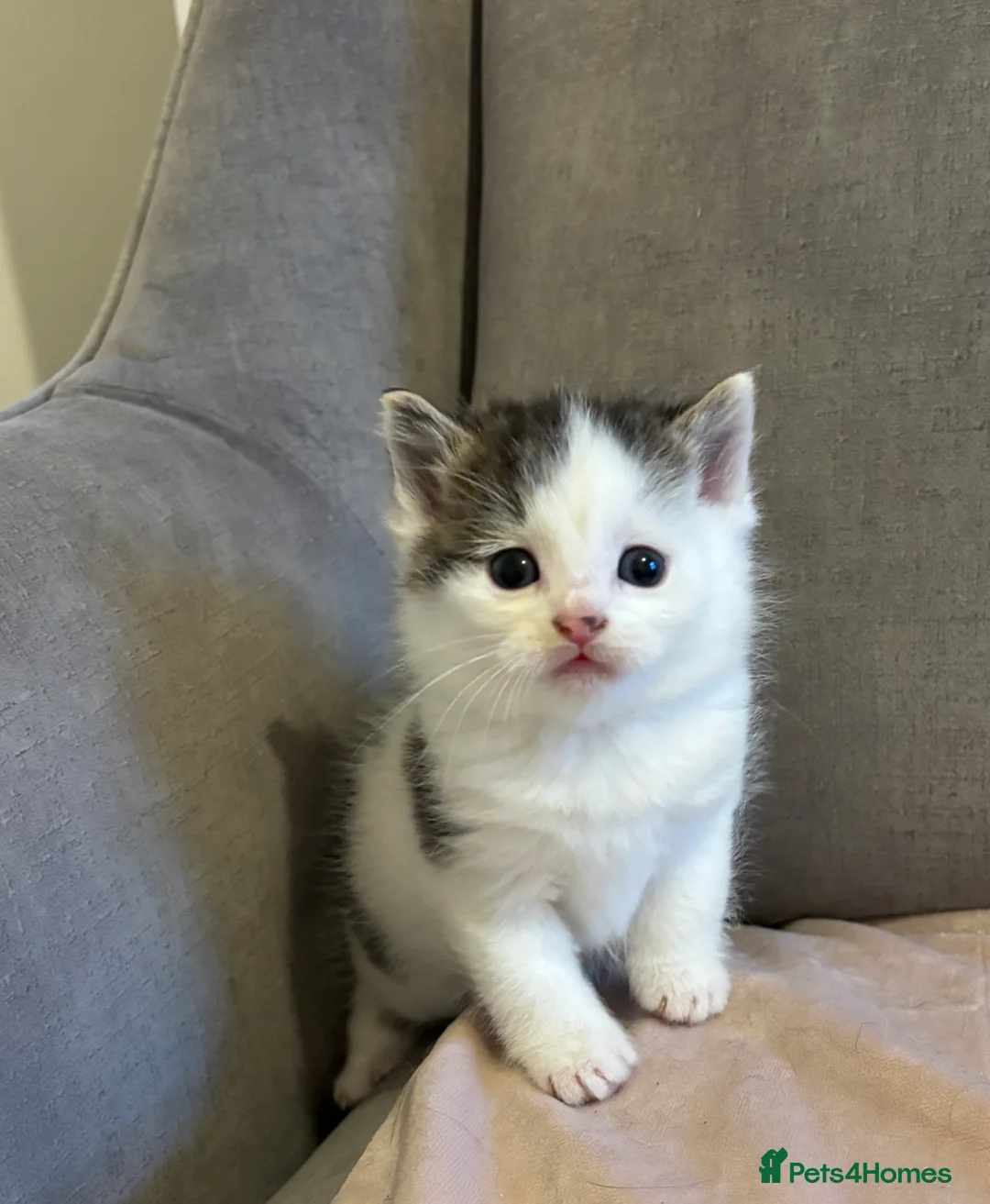 Mixed Breed cats for sale: Kittens 2brothers left READYTODAY Mainecoon x 🐈 - Advert 15