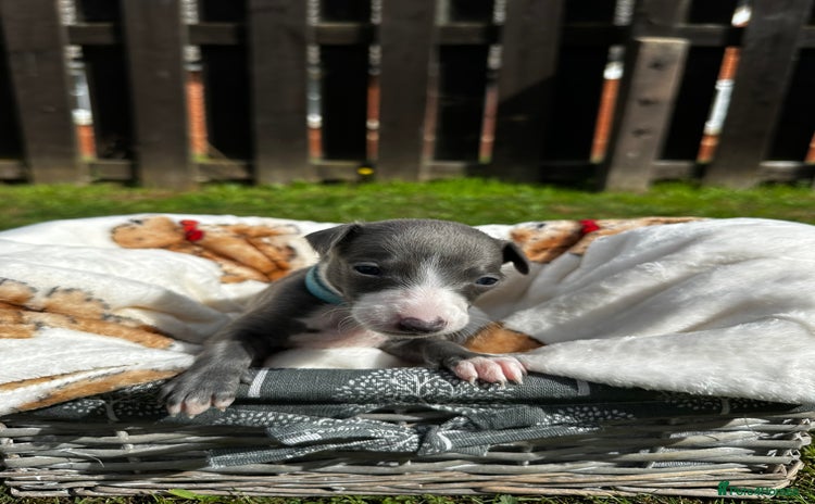 Whippet dogs - Advert 2
