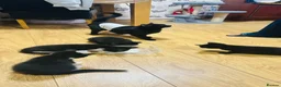 Domestic Shorthair cats for sale: Kitten for sale  - Advert 10