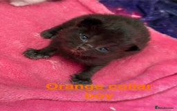 Domestic Shorthair cats for sale: 8 Bundles of joy - Image 15