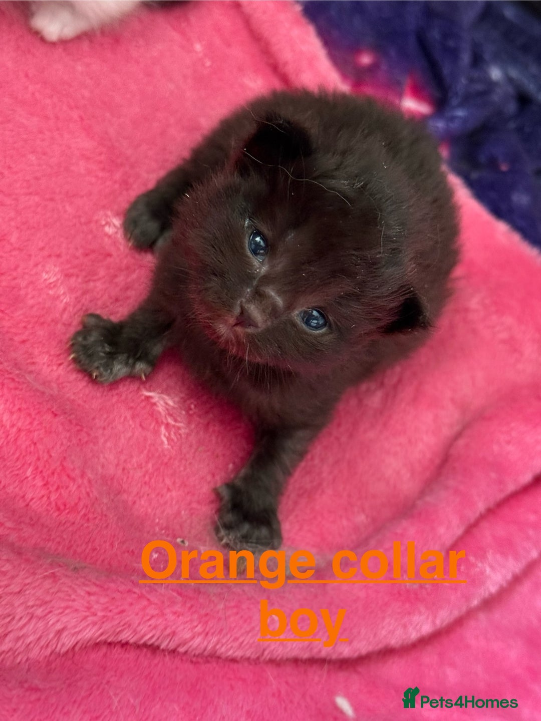 Domestic Shorthair cats for sale: 8 Bundles of joy - Image 15