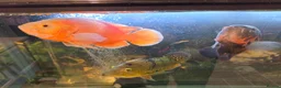 Cichlids fish for sale: Chilli red Oscar & Tiger Oscar  - Advert 4