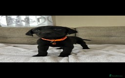 Labrador Retriever dogs for sale: Labador puppies  - Image 8