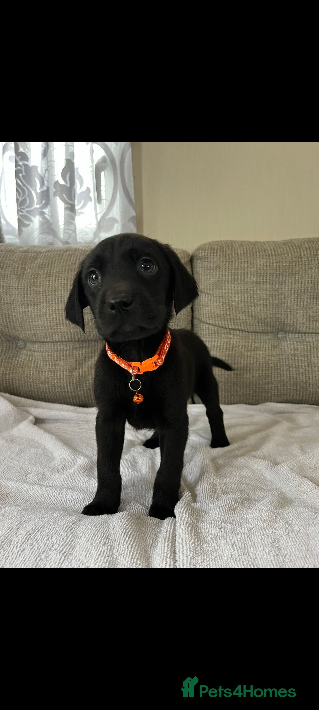 Labrador Retriever dogs for sale: Labador puppies  - Image 8