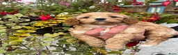 Cavapoo dogs for sale: Stunning F1 Cavapoo boy - Advert 4