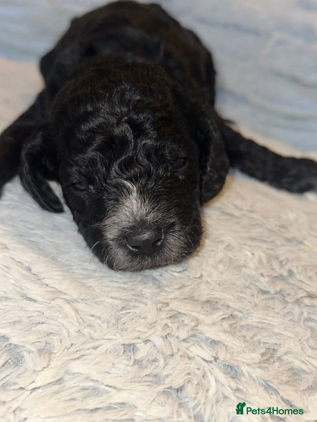 Cockapoo dogs for sale: Beautiful mixed Merle F2B Cockapoos  - Advert 8