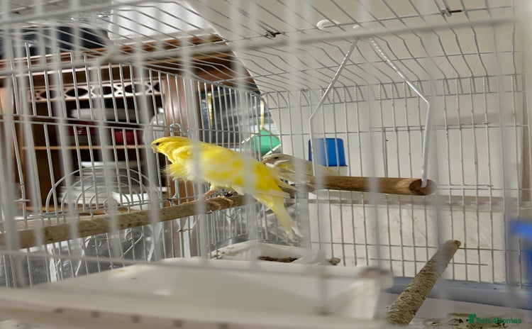 Canaries birds - Advert 1