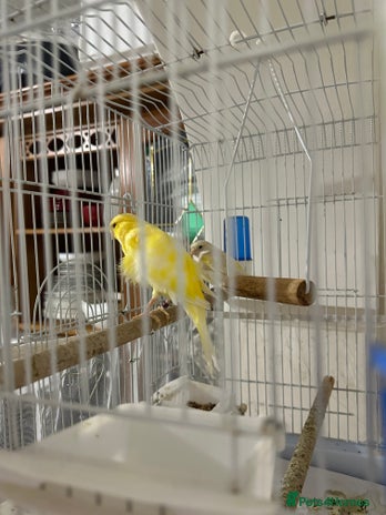 Canaries birds - Advert 5