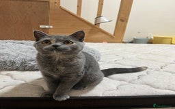 British Shorthair cats for sale: Lovely BSH kittens for sale  - Image 9