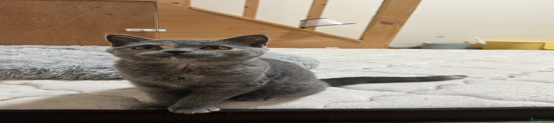 British Shorthair Kitten 3