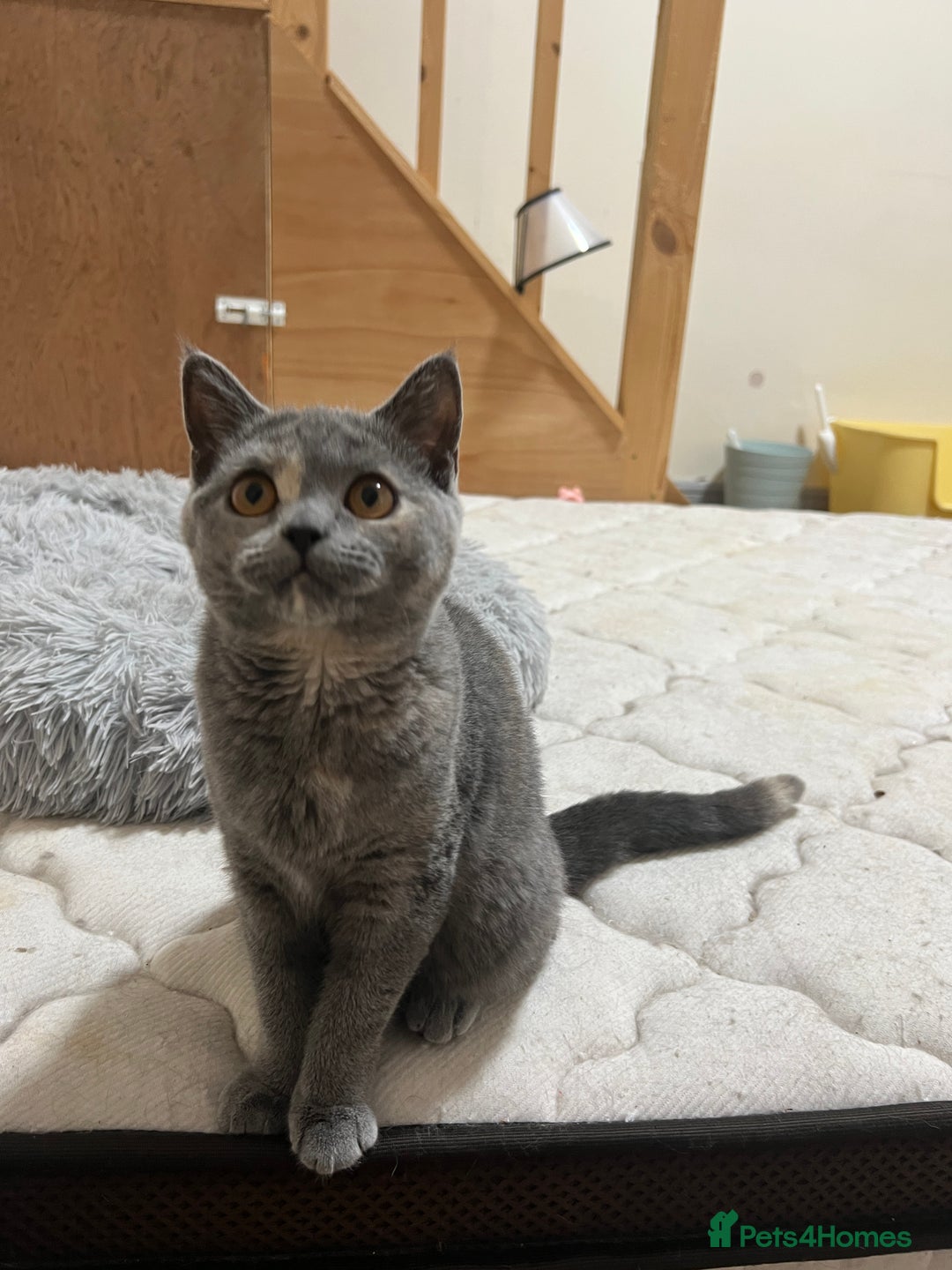 British Shorthair cats for sale: Lovely BSH kittens for sale  - Image 9