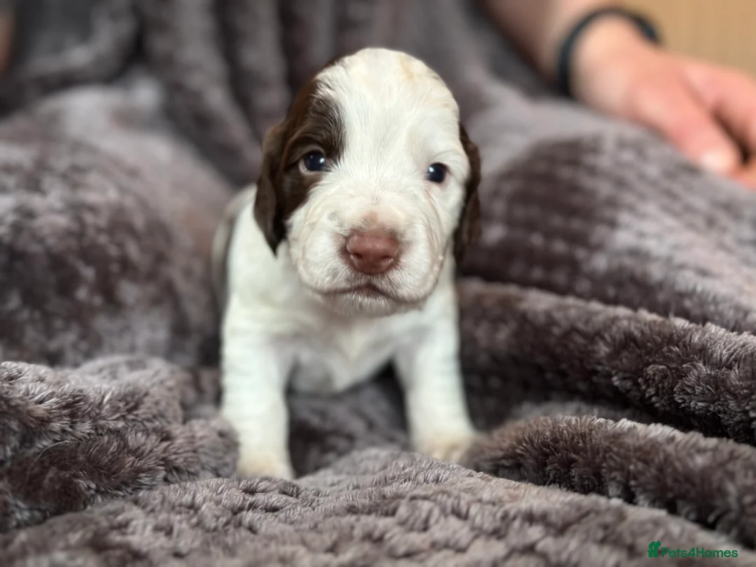 Cocker Spaniel dogs for sale: Working cocker spaniel puppies for sale in Ewhurst - Advert 9