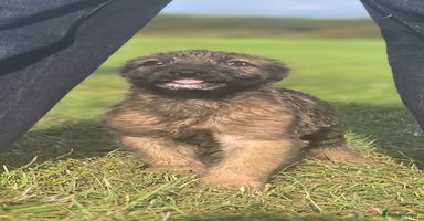 Irish Wolfhound dogs - Advert 3