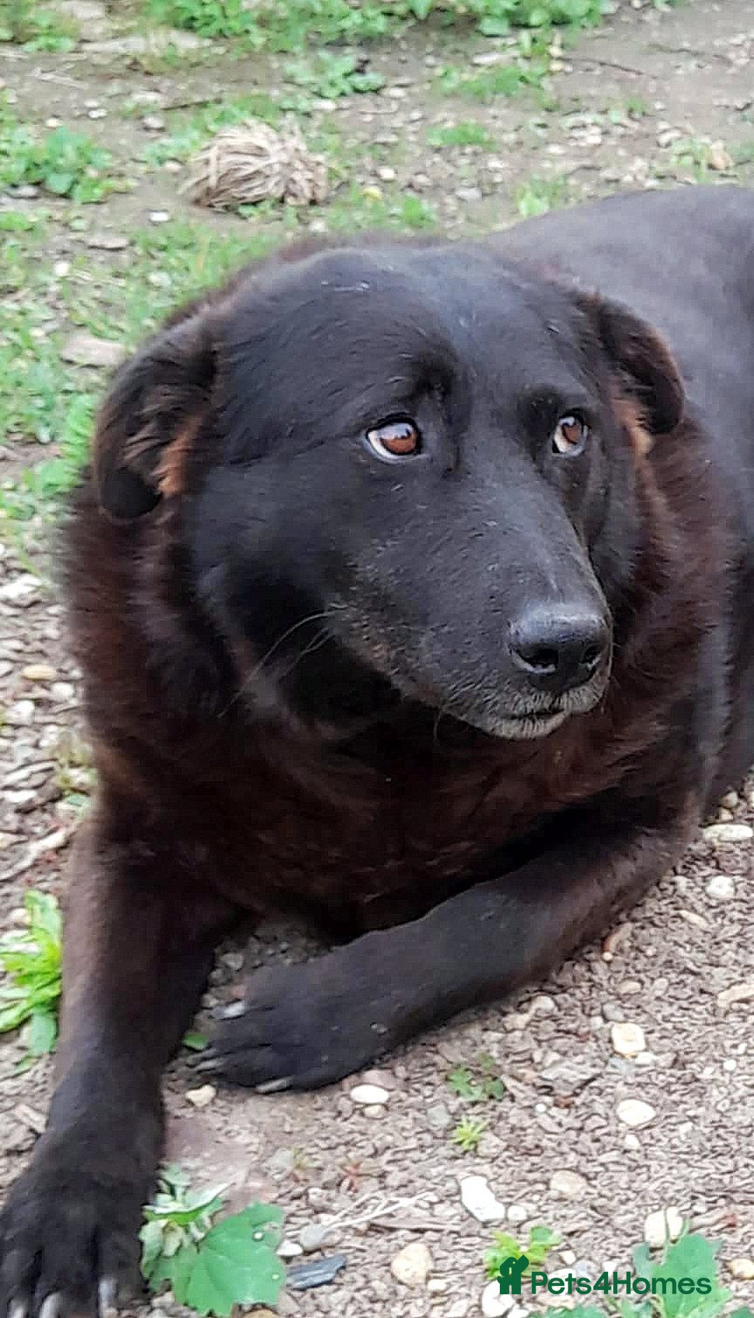 Mixed Breed dogs for adoption: Old and Loyal Bobb, longing for his first Home 🐾 - Image 5