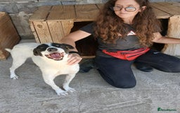 Mixed Breed dogs for adoption: Pixel, 3-4 yrs old. Available for adoption. - Image 1