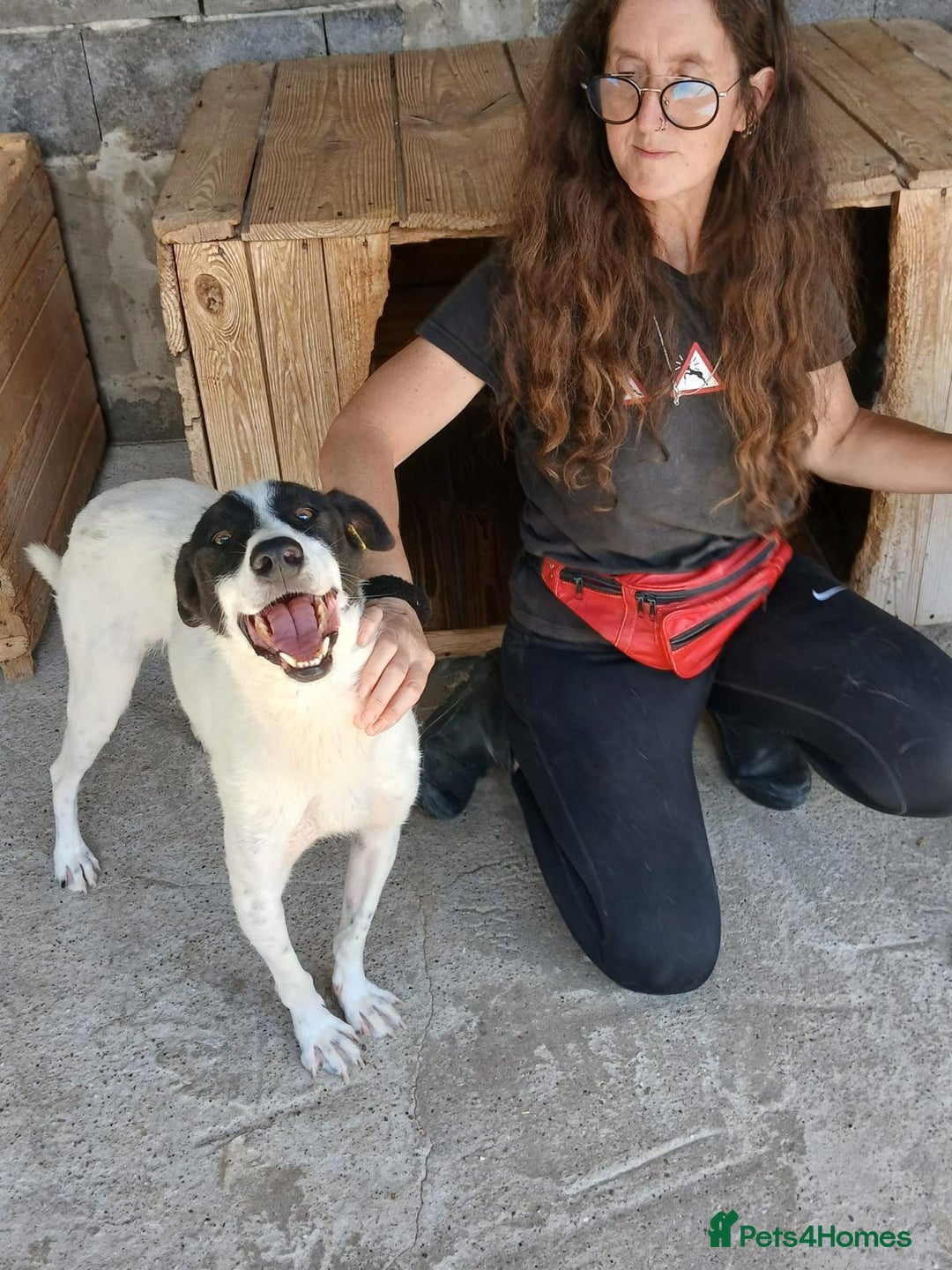 Mixed Breed dogs for adoption: Pixel, 3-4 yrs old. Available for adoption. - Image 1