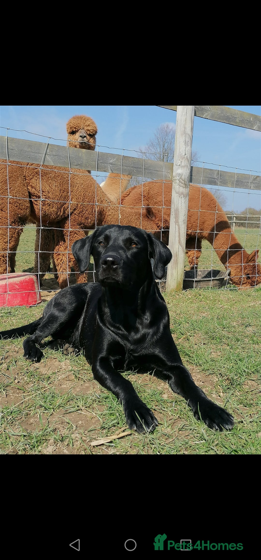 Labrador Retriever dogs for sale: KC registered, FtCH bloodline labradors  - Advert 5