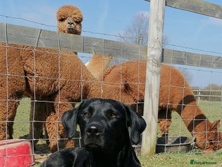 Labrador Retriever dogs KC registered, FTCH bloodline labradors - Advert 1