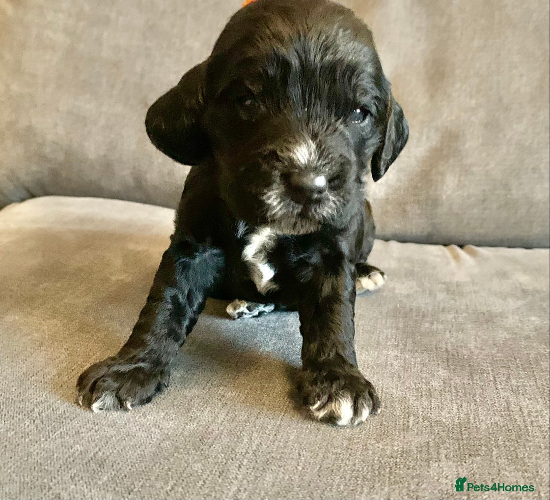 Cockapoo dogs for sale: Cockapoo F1b - Advert 15